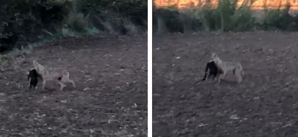 Un lupo con un cane catturato nella zona di Roma Un lupo con un cane catturato nella zona di Roma